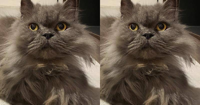 Instagram.com/mahenracats